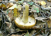 Lactarius necator3.jpg