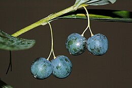 Polygonatum multiflorum fg03.jpg