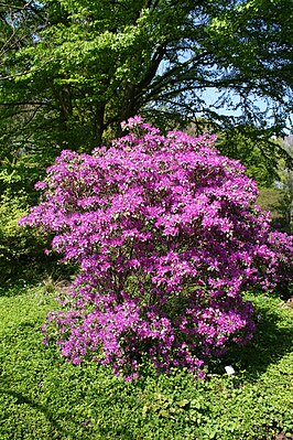 Rhododendron concinnum MS 4411.jpg
