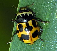 Coccinellidae - Hippodamia notata.jpg