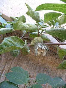 Datura innoxia flower 02.jpg