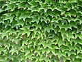 Vigne vierge (Parthenocissus tricuspidata).jpg