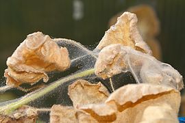 Tetranychus urticae with silk threads.jpg