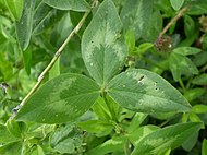 Trifolium pratense 0.3 R.jpg