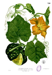 Cucurbita maxima 03.jpg