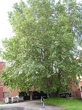 Platanus xhispanica in Kosice9.jpg