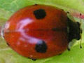 Coccinella bipunctata detail cropped.jpg