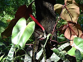 Starr 071024-9943 Philodendron sp..jpg