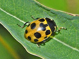 Coccinellidae - Hippodamia notata.jpg