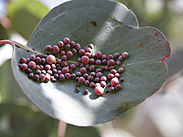 Eucalyptus gall.jpg