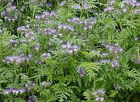 Phacelia tanacetifolia J3.jpg