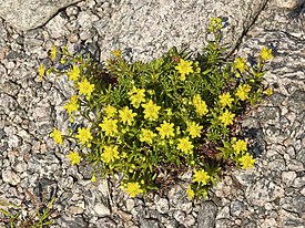 Saxifraga aizoides LC0332.jpg