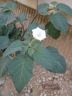 Datura innoxia flower 02.jpg