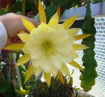 Epiphyllum George French.jpg