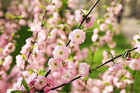 Prunus triloba 4.jpg