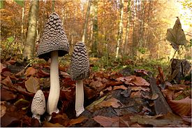 Spechttintlinge Herbstwald.jpg