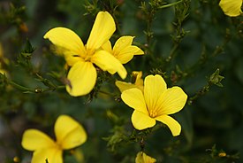 Linum-flavum-flower.jpg