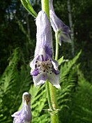 Aconitum lycoctonum flower front 1 AB.jpg