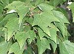 Acer pycnanthum1.jpg