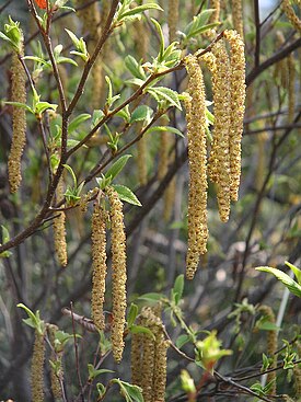 YASHABUSHI Alnus firma.jpg