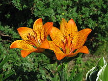 Lilium dauricum 2009-06-29.jpg