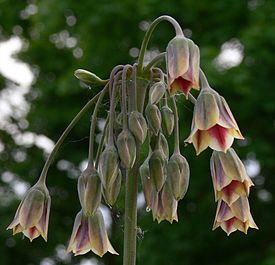 Allium siculum IP0804011.jpg