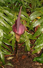 Amorphophallus konjac BotGardDresden070219InflorescenceB.jpg