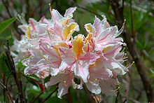 Rhododendron occidentale 4731.JPG