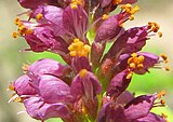 Amorpha fruticosa flowering.jpg