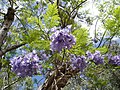 Jacaranda cuspidifolia flower.jpg