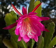 Epiphyllum Wendy-2.jpg