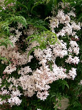 Jasminum polyanthum1.jpg