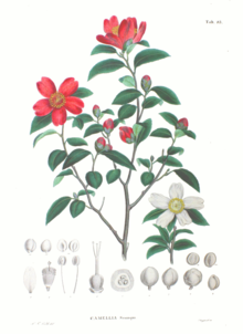 Camellia sasanqua1.jpg