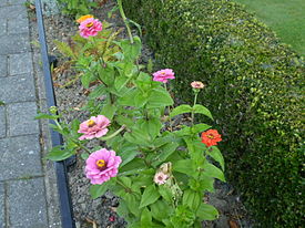 Zinnia elegans