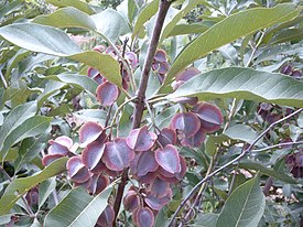 Combretum collinum Bild0860.jpg