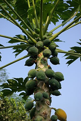 Papaya BW 1.jpg