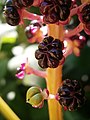 Phytolacca acinosa fruits02.jpg
