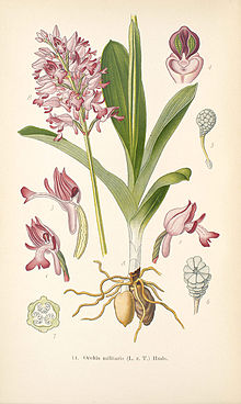 Orchis militaris - Hall käpp.jpg