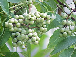 Phellodendron amurense JPG1a.jpg