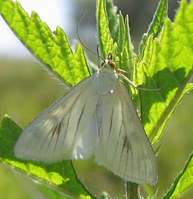 Sitochroa palealis.jpg