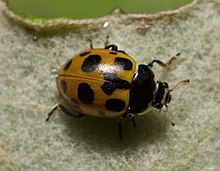 Coccinellidae - Hippodamia notata.jpg