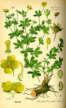 Potentilla erecta01.jpg