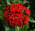 Lychnis chalcedonica D.jpg