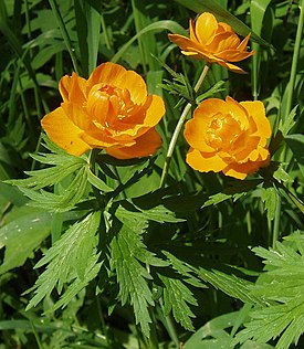 Trollius-o55.jpg