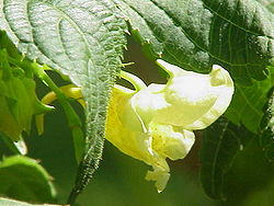 Illustration Impatiens noli-tangere0.jpg