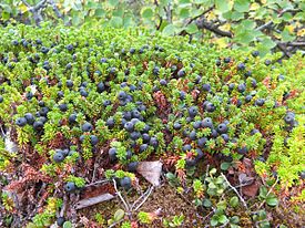 Black crowberry.jpg