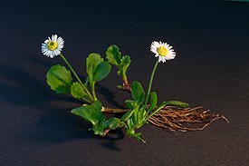 Bellis perennis full plant.jpg