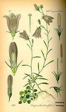 Campanula rotundifolia (plant).jpg