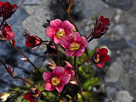 Saxifragaceae - Saxifraga x arendsi.jpg