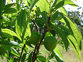 Starr 080405-3957 Prunus salicina.jpg